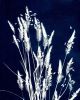 Ornamental Grass Three | Prints in Paintings by Kathy Ferguson Art