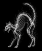 EXPOSED HALLOWEEN — BLACK CAT | Decorative Objects by Exposedart