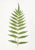 Fern Print Set, Fern Prints set of 8, set of 8 fern prints | Prints by Capricorn Press. Item composed of paper in boho or minimalism style