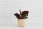 6" Prayer Plant + Basket | Planter in Vases & Vessels by NEEPA HUT. Item composed of wood