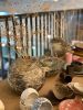 Rustic Ceramic Dinosaur Egg Planter. A Unique and Primitive | Vases & Vessels by YomYomceramic. Item composed of ceramic