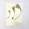 Vintage Pressed Botanical #9 | Ornament in Decorative Objects by Farmhaus + Co.