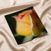 Floral Wall Art: Dew on Yellow Rose Botanical Nature Photo | Photography by PIPA Designs