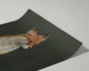 The Woodland Fox | Prints by The Ugly Cat Studio