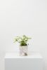 Small Archie Planter | Vases & Vessels by Capra Designs