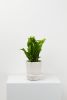 Spring Planter | Vases & Vessels by Capra Designs