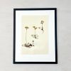 Vintage Pressed Botanical #3 | Pressing in Art & Wall Decor by Farmhaus + Co.