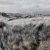 Beach grass | Photography by Louise O'Gorman