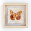 Mini Moth - Antherina suraka | Mixed Media by Tanana Madagascar. Item made of fabric