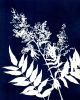 Colorado Alpine Flower Two | Prints in Paintings by Kathy Ferguson Art