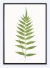 Fern Print Set, Fern Prints set of 4, set of 4 fern prints | Prints by Capricorn Press. Item composed of paper in boho or minimalism style