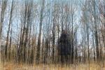 Lost in the forest  #3 | Photography by Louise O'Gorman