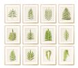 Fern Print Set, Fern Prints set of 12, set of 12 fern prints | Prints by Capricorn Press. Item made of paper compatible with boho and country & farmhouse style