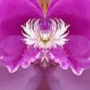 Steamy Peony - 7 Versions | Photography by Joanie Landau
