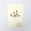 Vintage Pressed Botanical #39 | Pressing in Art & Wall Decor by Farmhaus + Co.