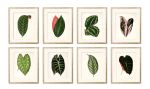 Antique Botanical Print Set of 8 leaf prints on fine art | Prints by Capricorn Press. Item composed of paper in boho or country & farmhouse style