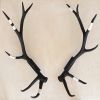 Elk Antler Wall Mounts | Wall Sculpture in Wall Hangings by Farmhaus + Co.. Item made of wood with copper