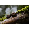 Photograph • Snails, PNW, Oregon, Woodland, Macro | Photography by Honeycomb. Item made of metal with paper