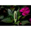 Photograph • Garden Caterpillar, Nature Photography, Floral | Photography by Honeycomb. Item made of metal & paper