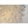 Alan Mizrahi AM4500B Shade Pendant | Chandeliers by Alan Mizrahi Lighting Design