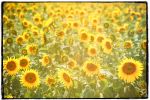 Sunflowers | Photography by Louise O'Gorman