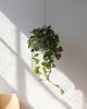 Wrap Hanging Kit | Planter in Vases & Vessels by Misewell