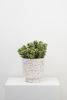 Banjo Planter | Vases & Vessels by Capra Designs