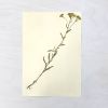 Vintage Pressed Botanical #8 | Pressing in Art & Wall Decor by Farmhaus + Co.