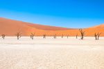 Skeleton Trees in Namibia Africa | Photography by Richard Silver Photo