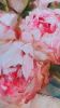 Peonies painting large, Peony painting oil original canvas | Oil And Acrylic Painting in Paintings by Natart. Item made of canvas with synthetic works with contemporary style