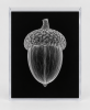 EXPOSED AUTUMN — ACORN | Decorative Objects by Exposedart