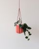 Wrap Hanging Kit | Planter in Vases & Vessels by Misewell