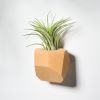 GEORGIA Beech Air Plant Holder | Planter in Vases & Vessels by Untitled_Co