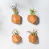 GEORGIA Cherry Air Plant Holder | Planter in Vases & Vessels by Untitled_Co