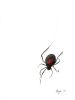 Black Widow | Prints by Brazen Edwards Artist. Item composed of canvas and paper