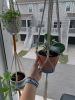 Macrame Plant Hanger | Plants & Landscape by Rosie the Wanderer. Item composed of cotton
