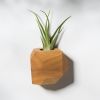 GEORGIA Elm Air Plant Holder | Planter in Vases & Vessels by Untitled_Co