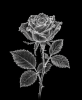 EXPOSED WINTER — FROZEN ROSE | Decorative Objects by Exposedart