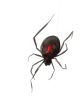 Black Widow | Prints by Brazen Edwards Artist. Item composed of canvas and paper