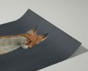 The Woodland Fox - Blue Edition | Prints by The Ugly Cat Studio
