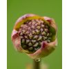 Photograph • Dogwood Blooms, Florals, Spring, PNW, Macro | Photography by Honeycomb. Item made of metal with paper