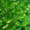 Canopy Glow — Abstract Botanical Photography Print | Photography by Ava Bock Art