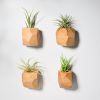 GEORGIA Red Oak Air Plant Holder | Planter in Vases & Vessels by Untitled_Co