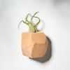 GEORGIA Beech Air Plant Holder | Planter in Vases & Vessels by Untitled_Co
