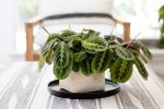 6" Maranta Prayer Plant + Basket | Planter in Vases & Vessels by NEEPA HUT. Item composed of wood & fiber