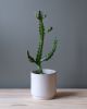 Kolo Planter - 2 sizes | Vases & Vessels by Misewell