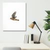 Photograph • American Kestrel, PNW, Oregon, Bird Photography | Photography by Honeycomb. Item composed of metal and paper in minimalism style