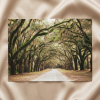 Live Oak Trees and Spanish Moss Roadway Rustic Farmhouse Art | Photography by PIPA Designs