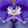 Steamy Peony - 7 Versions | Photography by Joanie Landau