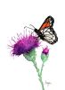 Monarch and Milk Thistle | Prints by Brazen Edwards Artist. Item made of canvas & paper